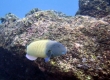 Blacktail Wrasse, Hinalea lauhine - Endemic