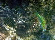 Surge Wrasse, Hou