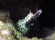 Dragon Moray, Puhi kauila