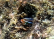 Ewa Fangblenny - Endemic