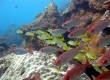 Aweoweo, Hawaiian Bigeye