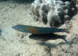 Cigar Wrasse, Kupoupou