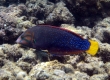 Yellowtail Coris, Hinalea 'akilolo