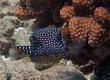 Spotted Boxfish