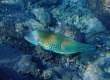 Yellowstriped Coris, Hilu - Endemic