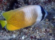 Blacklip Butterflyfish, Lauhau