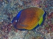 Blacklip Butterflyfish, Lauhau