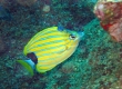 Bluestriped Butterflyfish, Kipakapu - Endemic