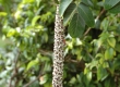 DSC_7358a.jpg