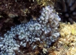 Blue Soft Coral