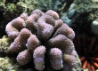 Pocillopora