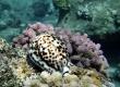 Hawaiian Tiger Cowry