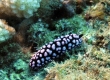 Pustulose Nudibranch