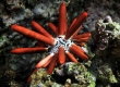 Pencil Urchin