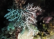 Gorgonian