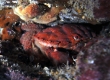 Splendid Pebble Crab