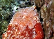 Red-margined Spanish Dancer