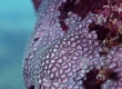 Mat Zoanthid