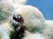 Christmas Tree Worm