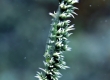 Wire Coral Goby