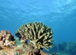 Pocillopora eydouxi