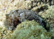 Sea Hare