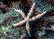 Fisher's Starfish