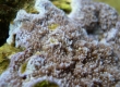 Rice Coral