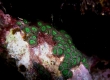 Green Mat Zoanthid