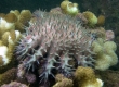 Crown of Thorns Starfish