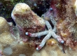 Spotted Linckia Starfish