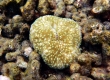 Razor Coral