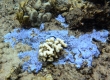 Blue Rice Coral