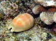 Leviathan Cowry