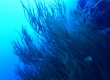 Black Coral
