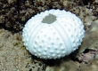 Urchin Shell