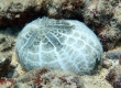 Heart Urchin Shell
