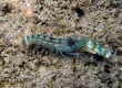 Snapping Shrimp