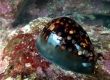 Humpback Cowry