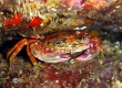 Rainbow Swimmer Crab