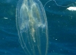 Comb Jellyfish