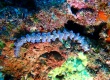 Blue Dragon Nudibranch