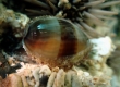 Juvenile Cowrie