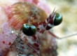 Anemone Hermit Crab