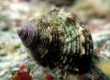 Hawaiian Turban (Turbo sandwicensis)
