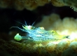 Flattened Coral Shrimp