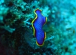 Fuchsia Flatworm