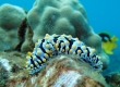 Fried-Egg Nudibranch