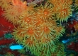 Orange Cup Coral, Tubastraea