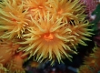 Orange Cup Coral, Tubastraea